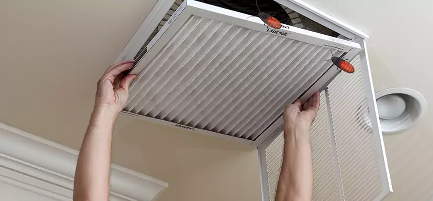 Our Insect Removal from Air Ducts Services in Glassmanor, MD